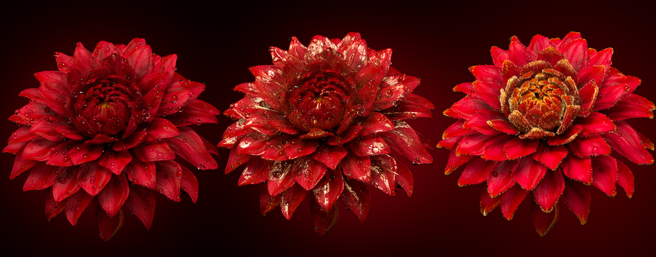 Жизнь студии